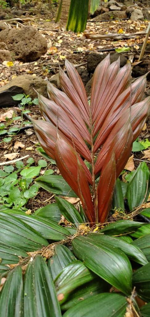 Calyptrocalyx pachystachys-20220328_100902.jpg