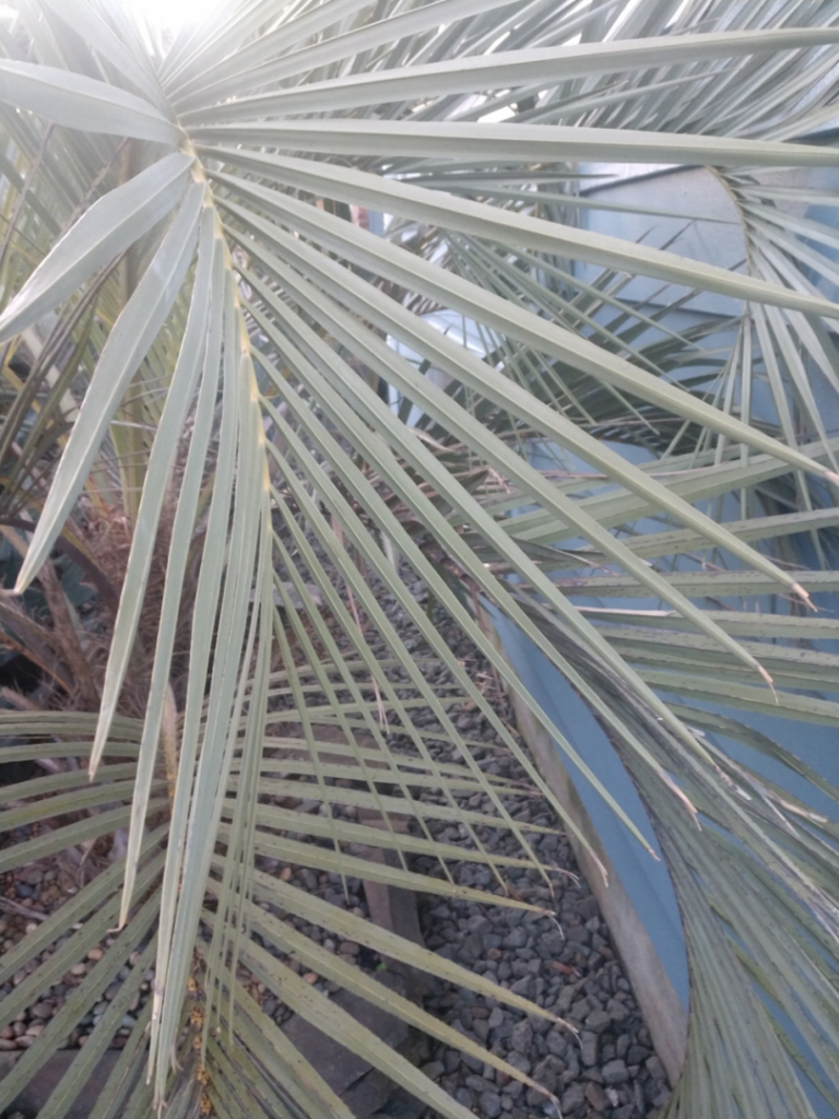 Butia odorata- regular- closeup2.jpg