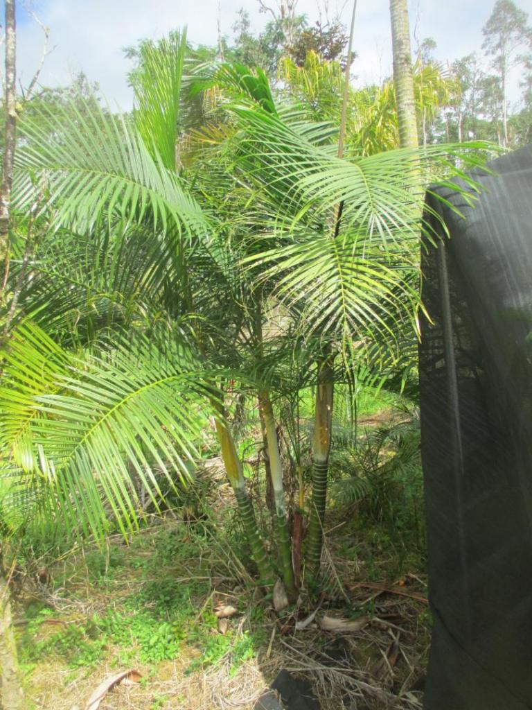 1540933836_baronii_RPSseeds_MLM_032622.thumb.JPG.ce3dd1e253e7f03eca50c779a7b9577c.JPG