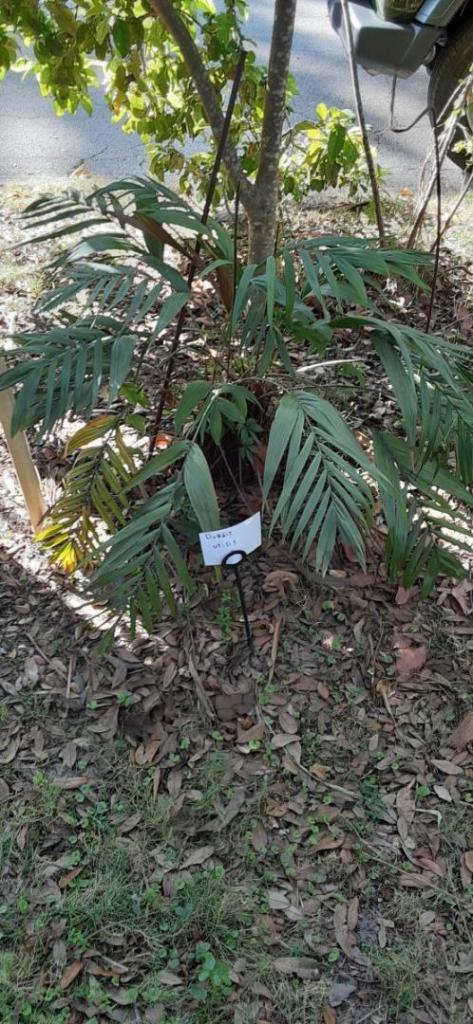 20220326_093539_Dypsis_utilis.jpg