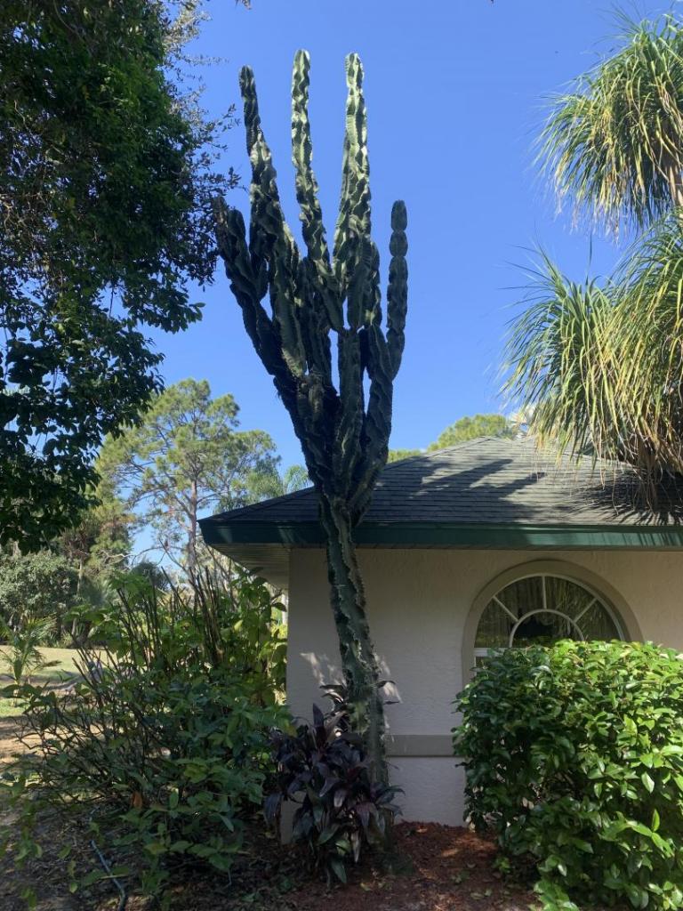 Cereus peruvianus 2-26-22.jpg