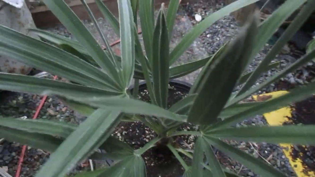 Palm Tree Science The Mystery Behind Their Names Solved - blev4sm