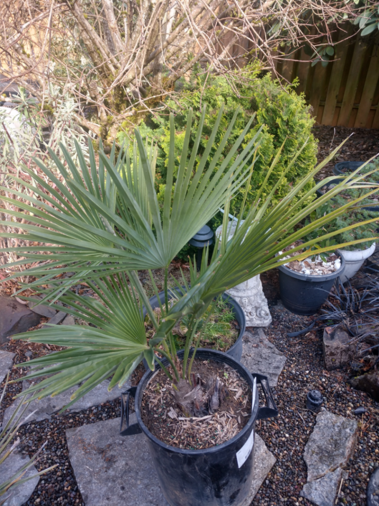 Trachycarpus takil 2.jpg