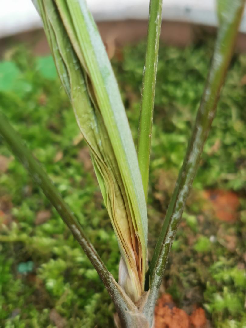 What's wrong with my Kerriodoxa elegans?