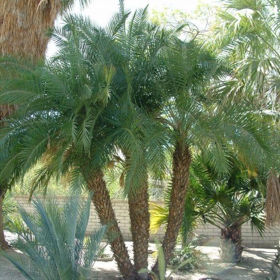 Looking for best palm for zone 9B DISCUSSING PALM TREES WORLDWIDE
