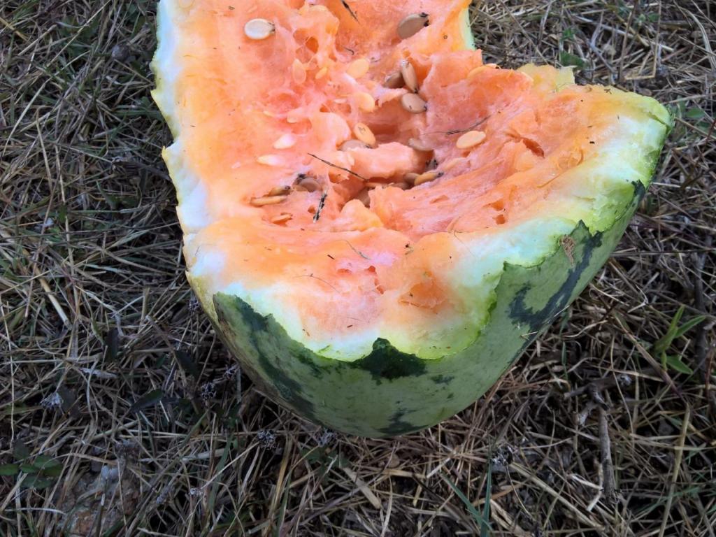 melons.thumb.jpg.c75b4817ff9fe4eaf9ff7ab1f8640b24.jpg