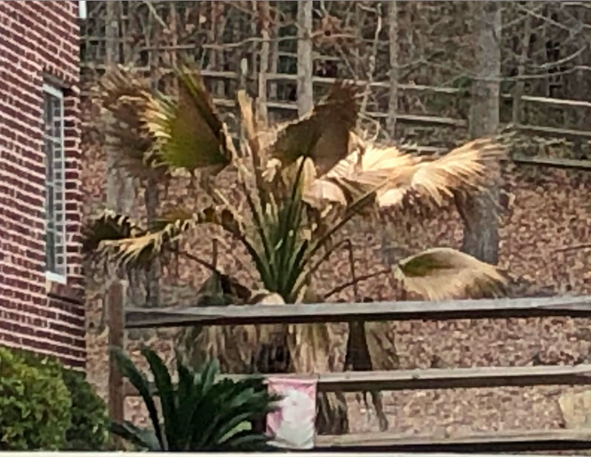 palmfan2.png.f263439839e3758e644353e0ee661557.png