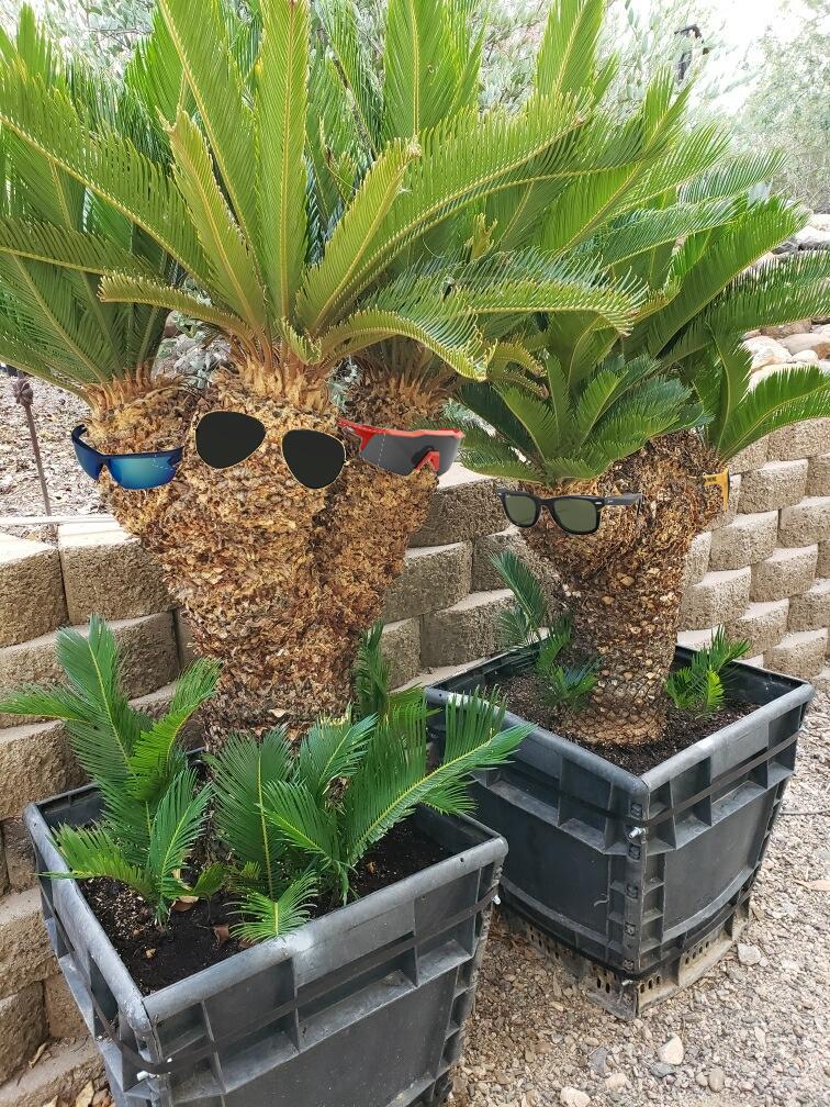sago-sunglasses2b.jpg.e27b17d741d1f11016e3b28d04ef5fc6.jpg