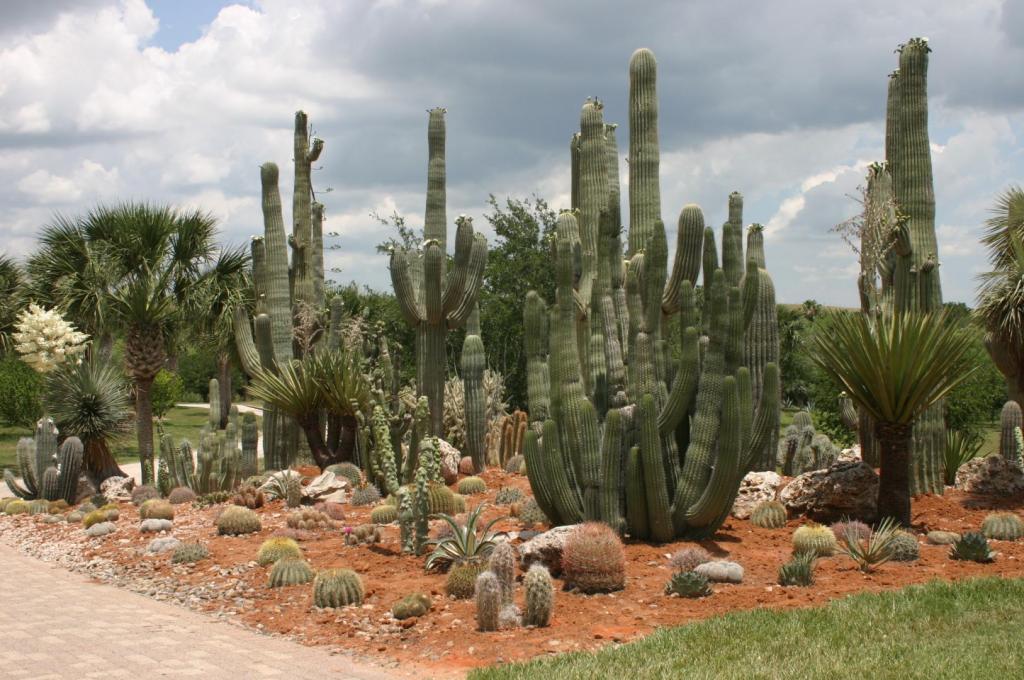 IMG_8602cactus garden bassett.JPG