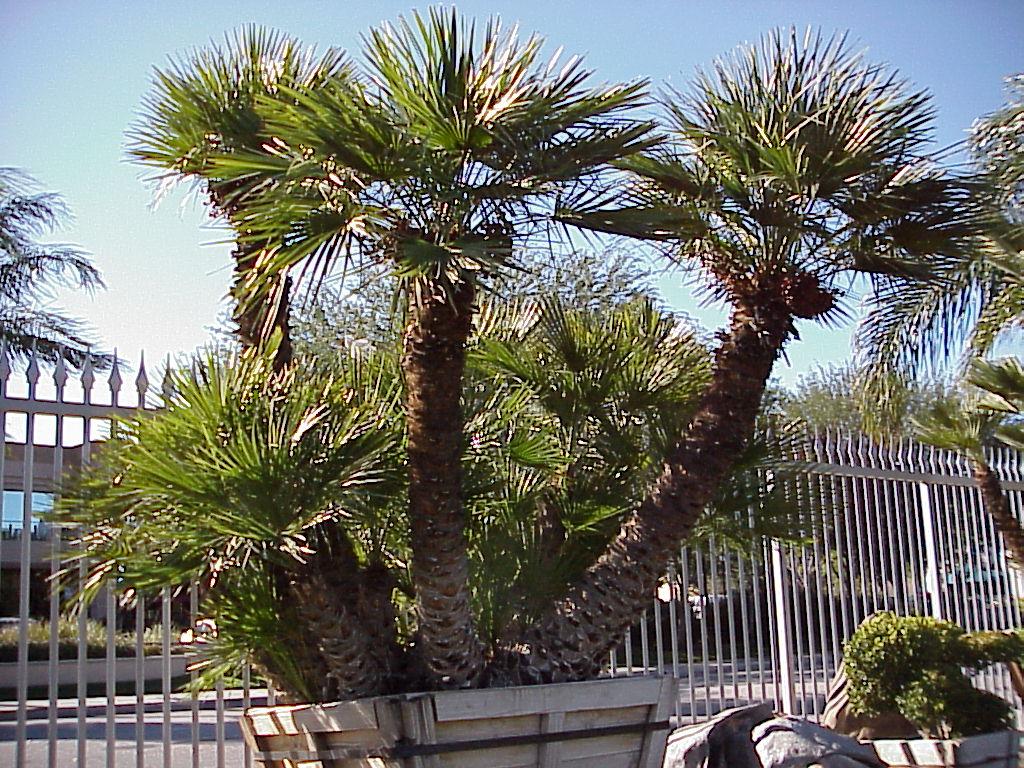 139200790_mediterraneanfanpalm.JPG.42f5d321e99dd66ca2b4e91760e6134a.JPG