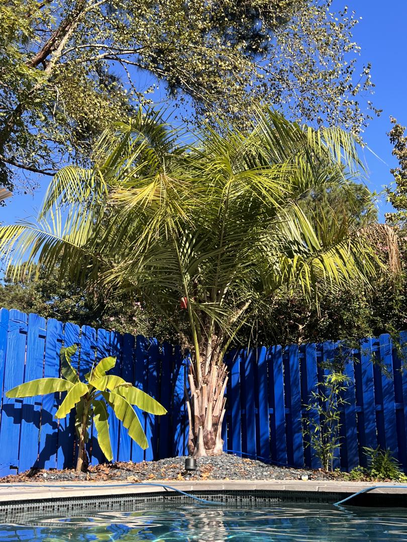 Help needed with mule Palm yellowing. DISCUSSING PALM TREES
