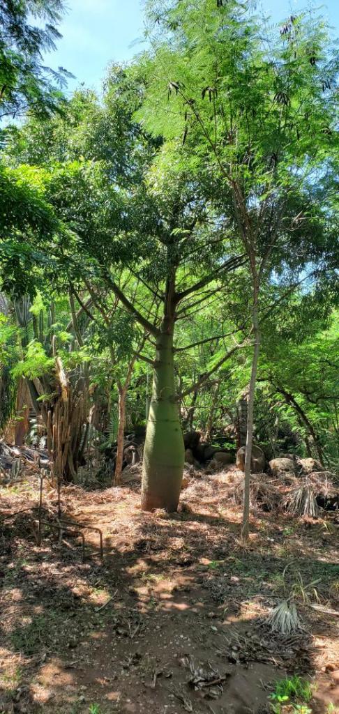 Bottle Tree-Brachychiton rupestris-2019-10-15.jpg