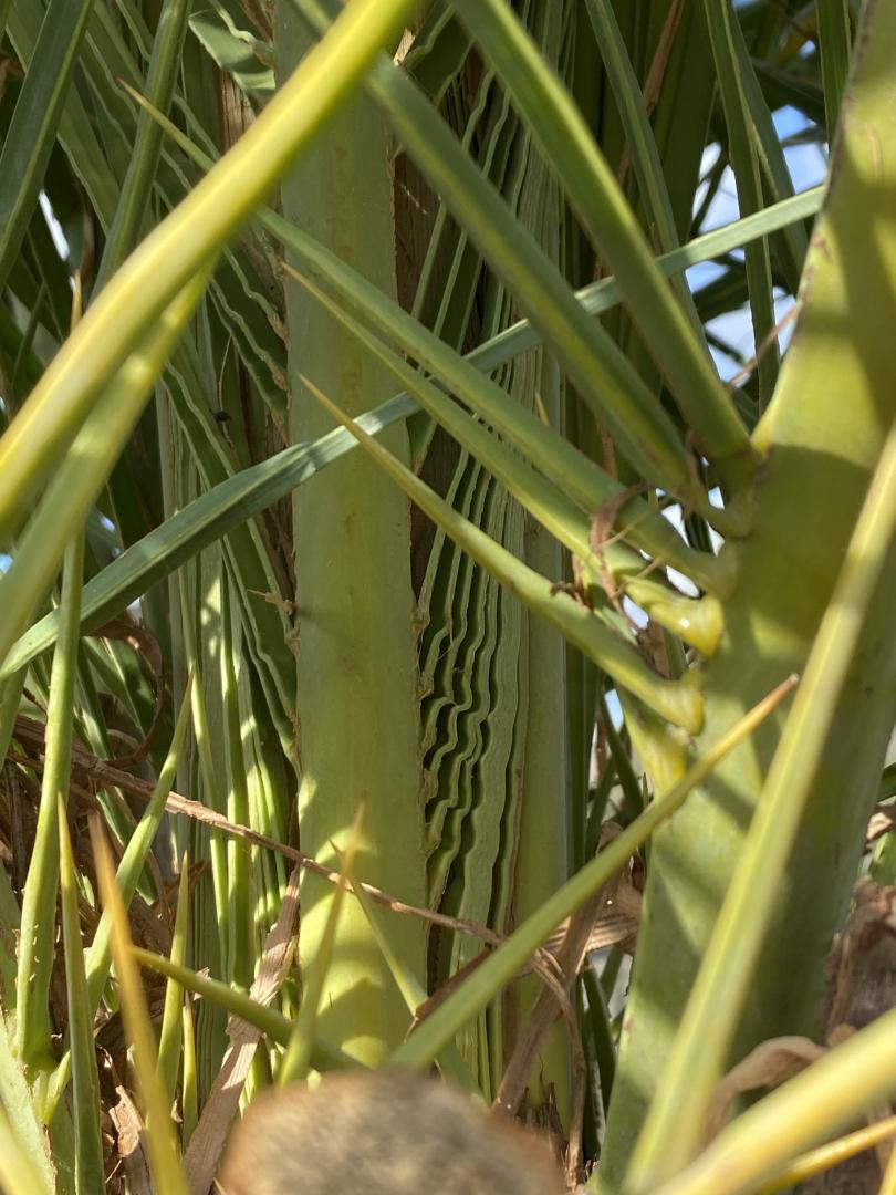 Boron deficiency? DISCUSSING PALM TREES WORLDWIDE PalmTalk