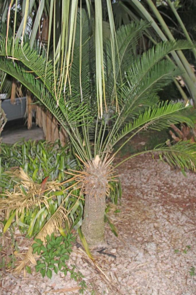 Cycas megacarpa1.jpg