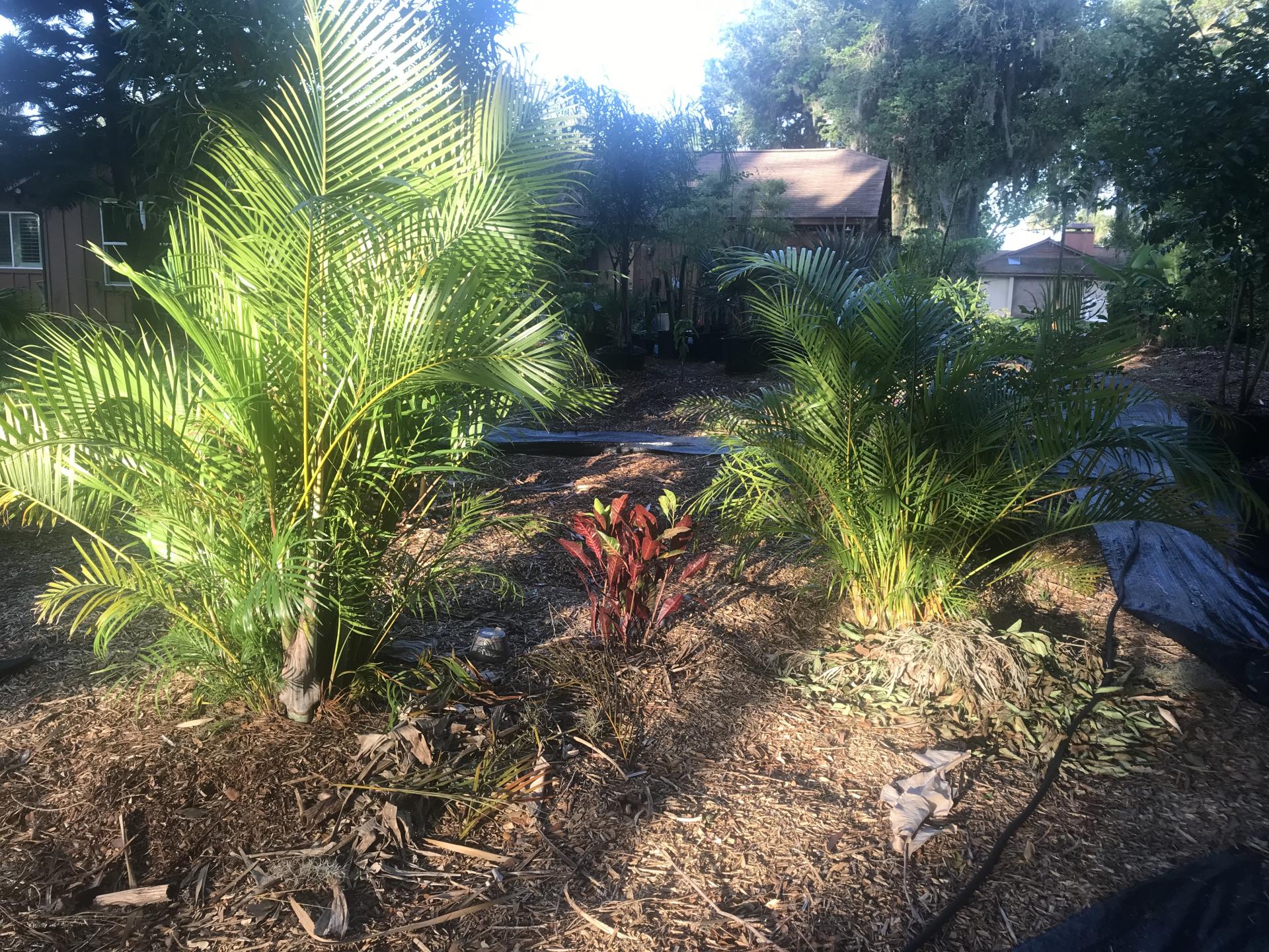 Areca in 9b palm coast after a light trim. Gets some protection from