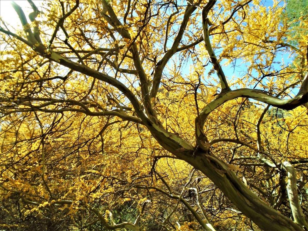 DSC00173.thumb.JPG.b7ab5dc8e300018571a3c0fd981d29fc.JPG