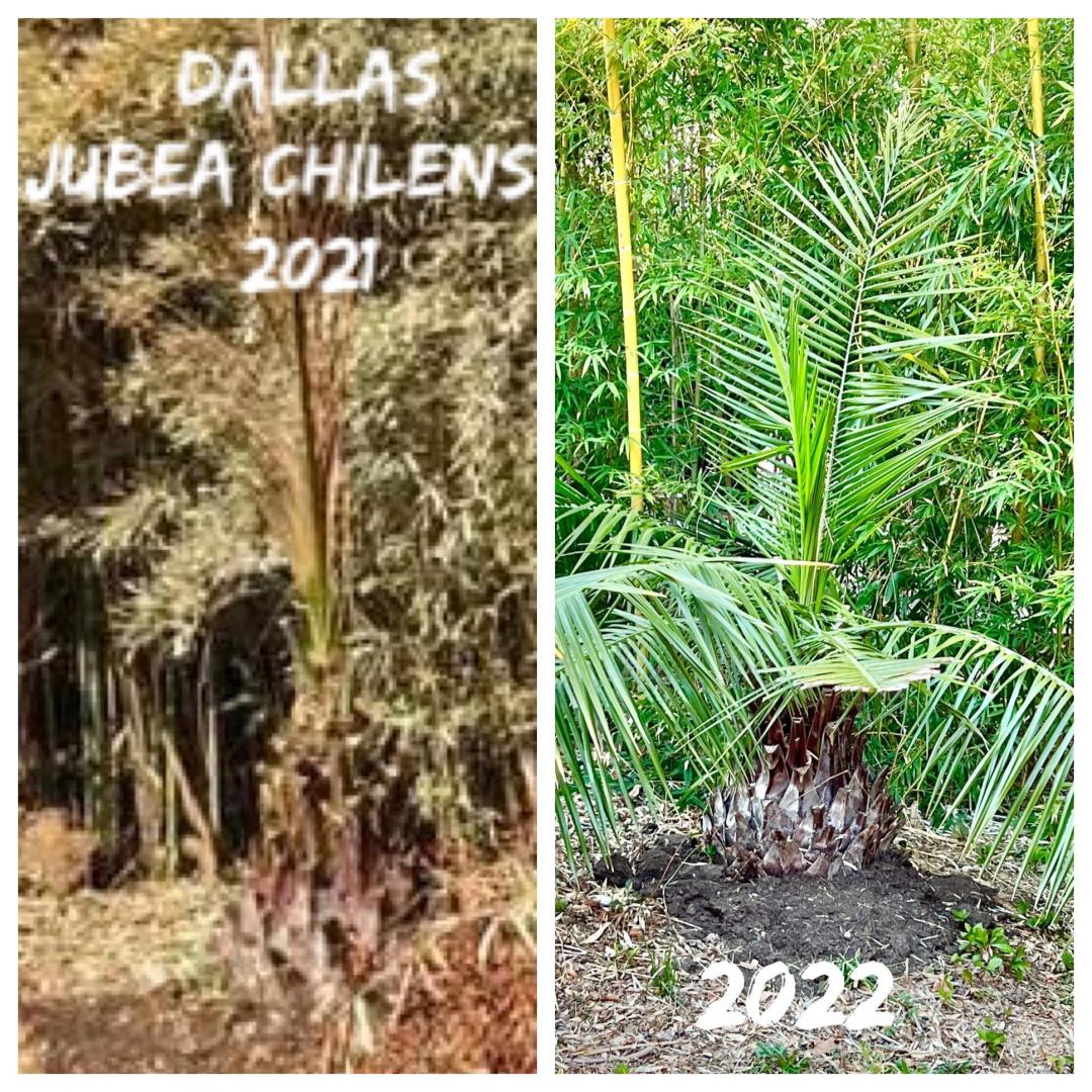 Butia X Jubea Palm hybrid in Dallas DISCUSSING PALM TREES WORLDWIDE