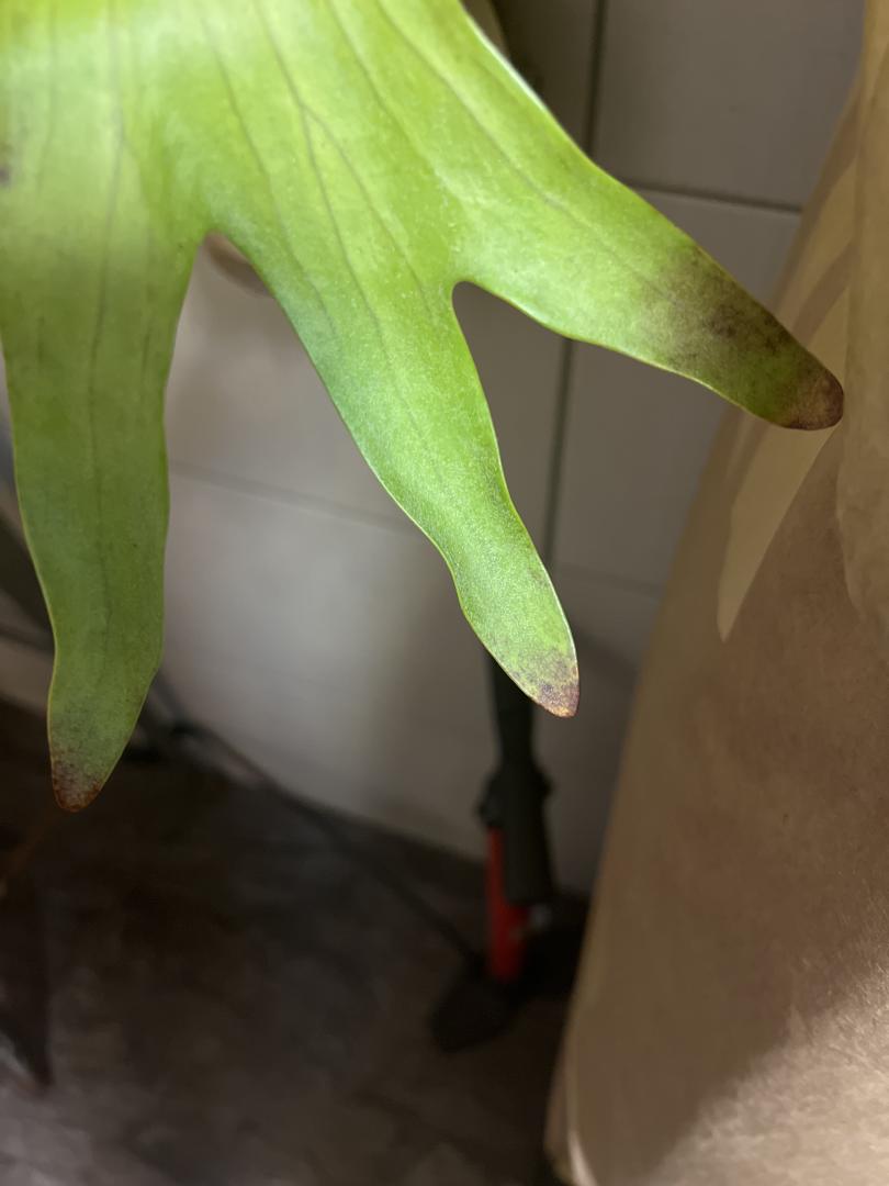 Staghorn fern spots TROPICAL LOOKING PLANTS Other Than Palms PalmTalk