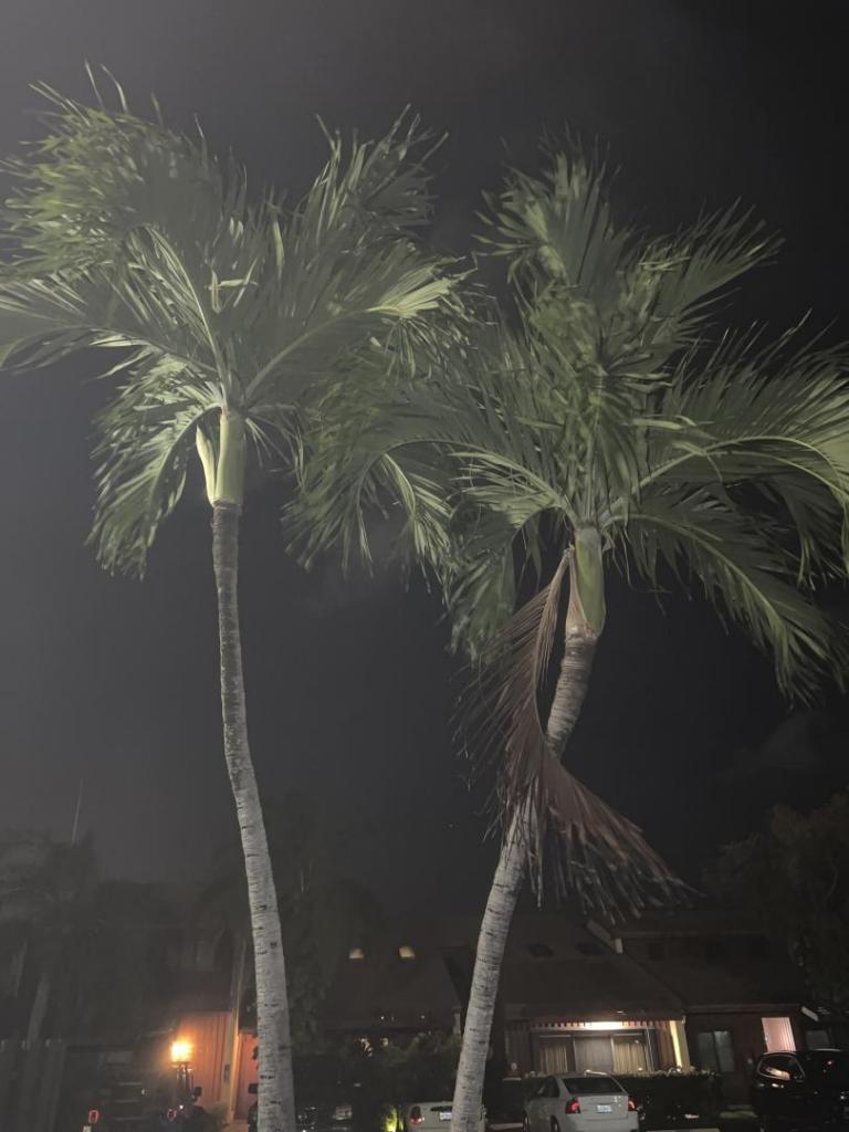 Holes in palm DISCUSSING PALM TREES WORLDWIDE PalmTalk