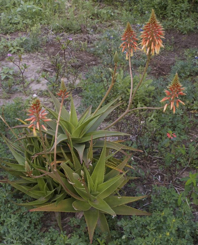 florida aloe.jpg