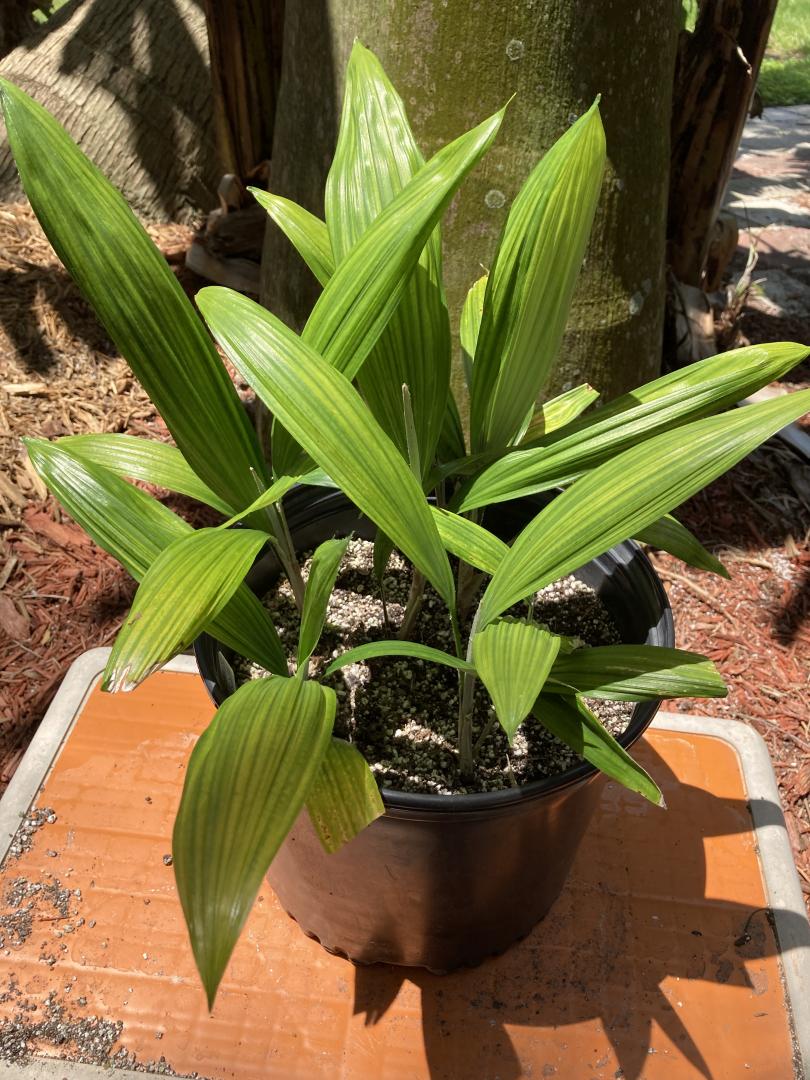 Cryosophila stauracantha seedlings x7 Rootspine Palm