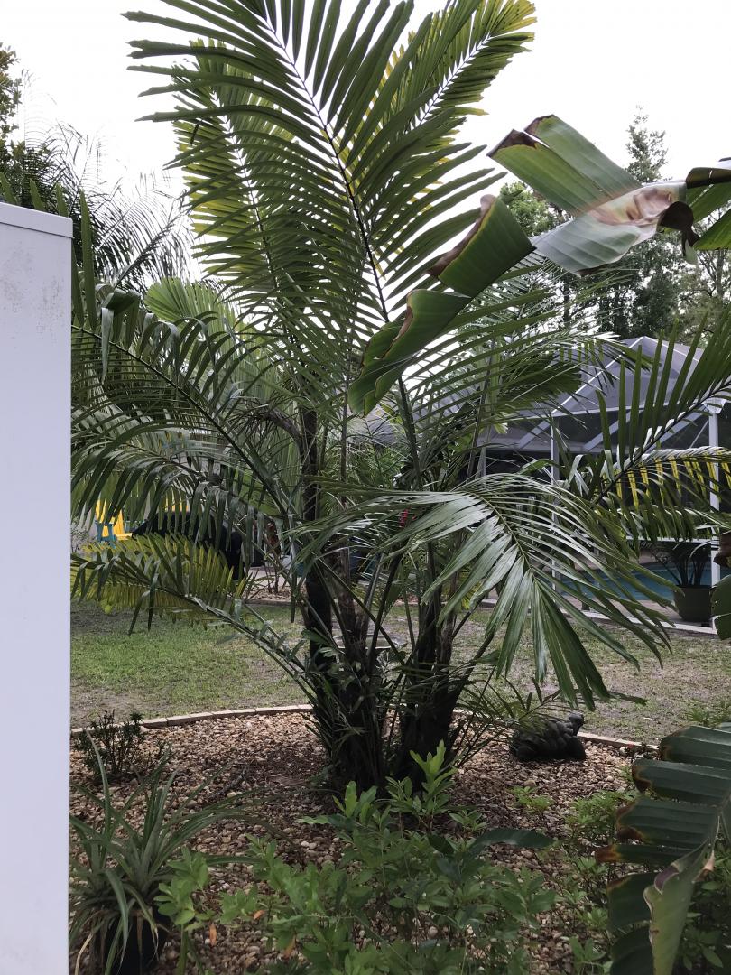 Mule palm and a cluster I am unfamiliar with, help ID? Zone 9b palm