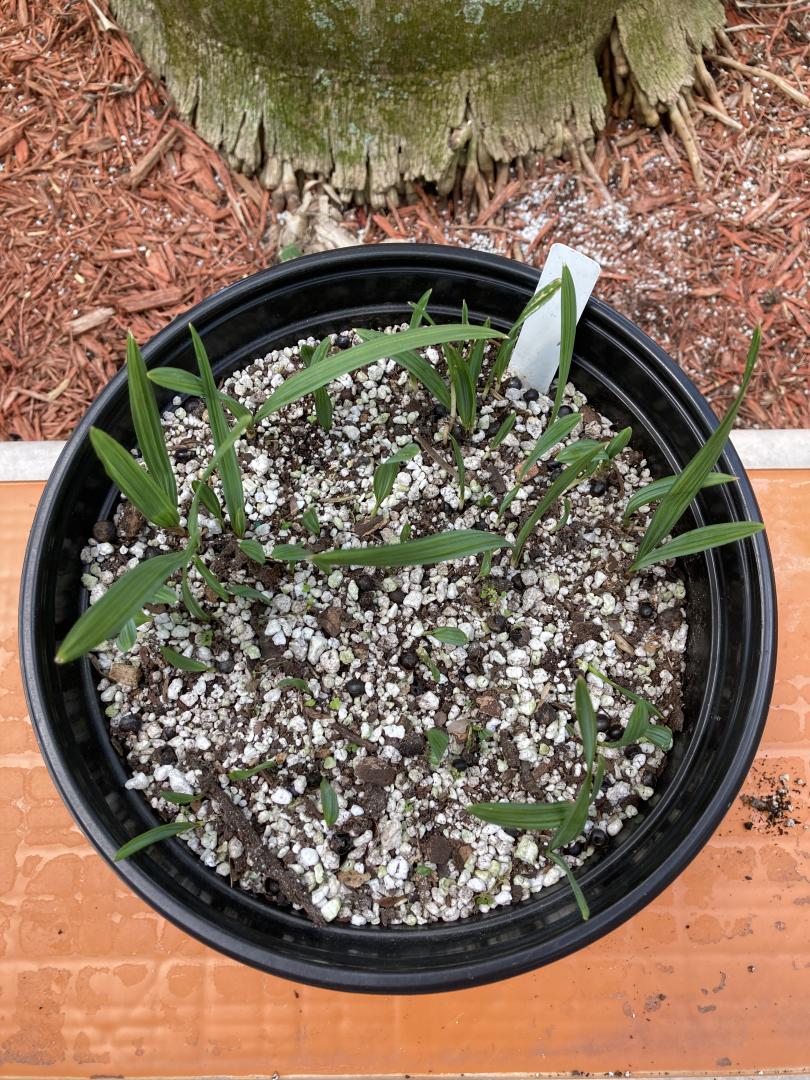 Sabal minor Emerald Isle Giant 30+ strap leaf seedlings