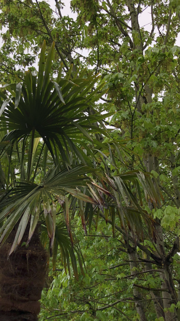 Windmill palm leaf tips and edges browning DISCUSSING PALM TREES
