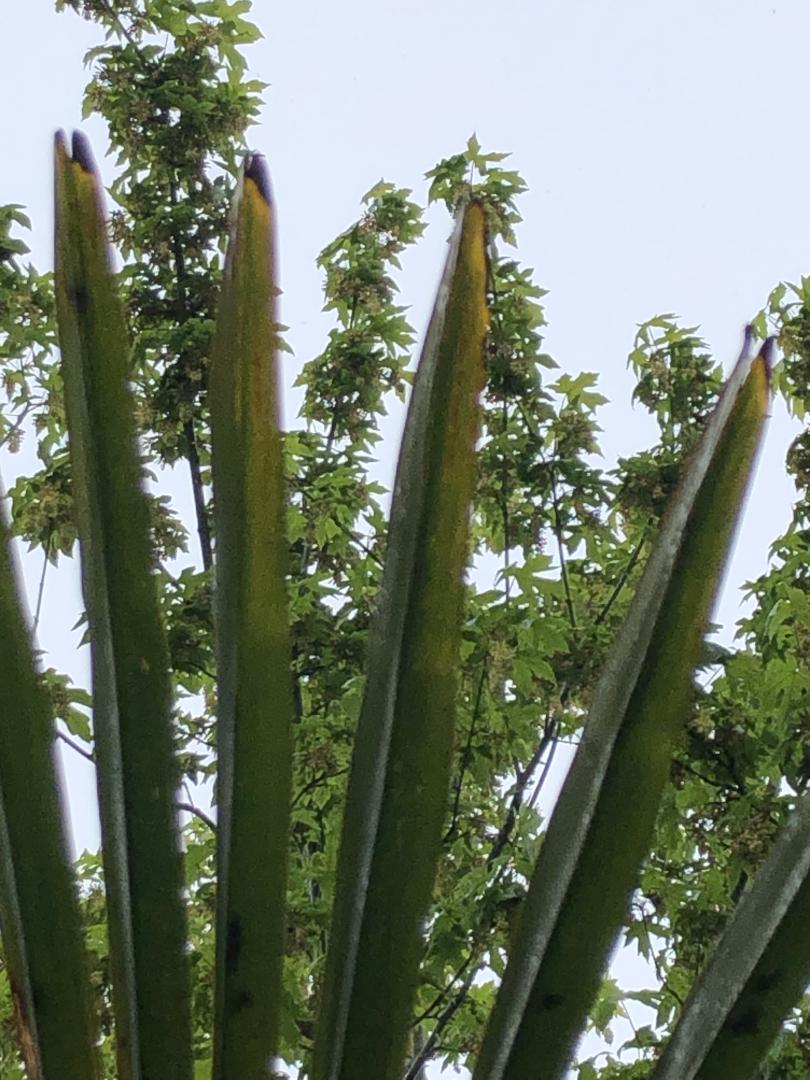 Windmill palm leaf tips and edges browning DISCUSSING PALM TREES