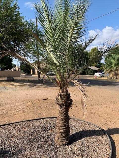 date_palm.jpg.9e12867014513679b6f3e5141ba54d60.jpg