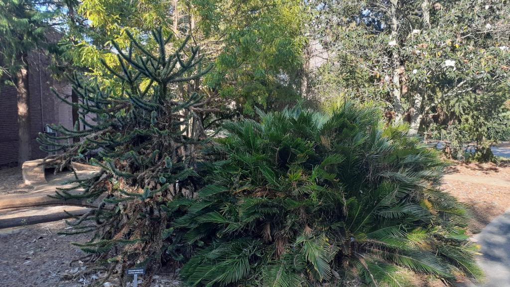 huge coontie and monkey puzzle.jpg