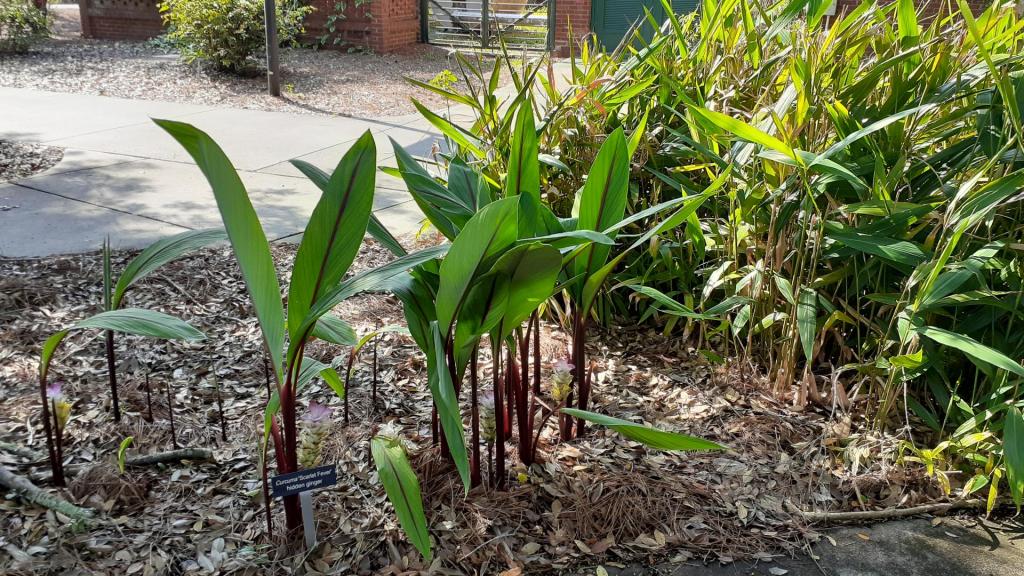 curcuma scarlet fever.jpg