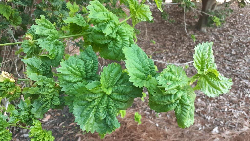 wrinkled mulberry.jpg