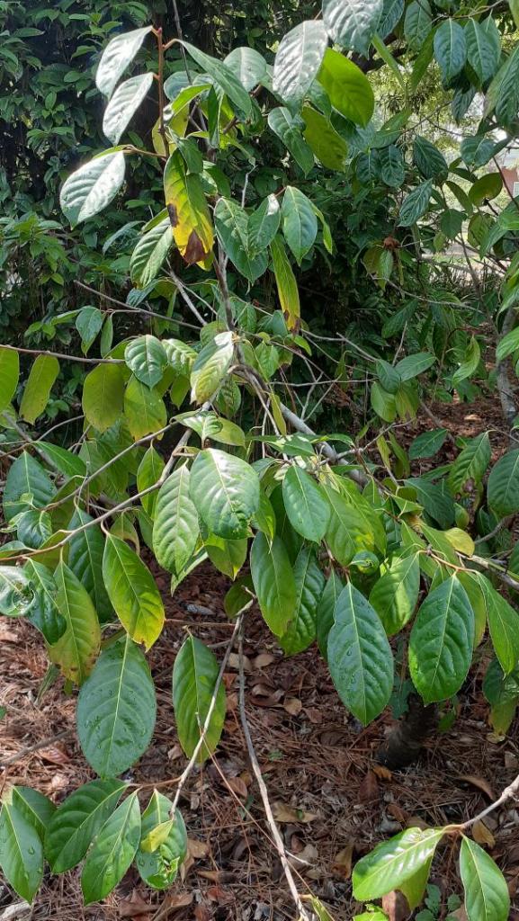 bigleaf camellia.jpg