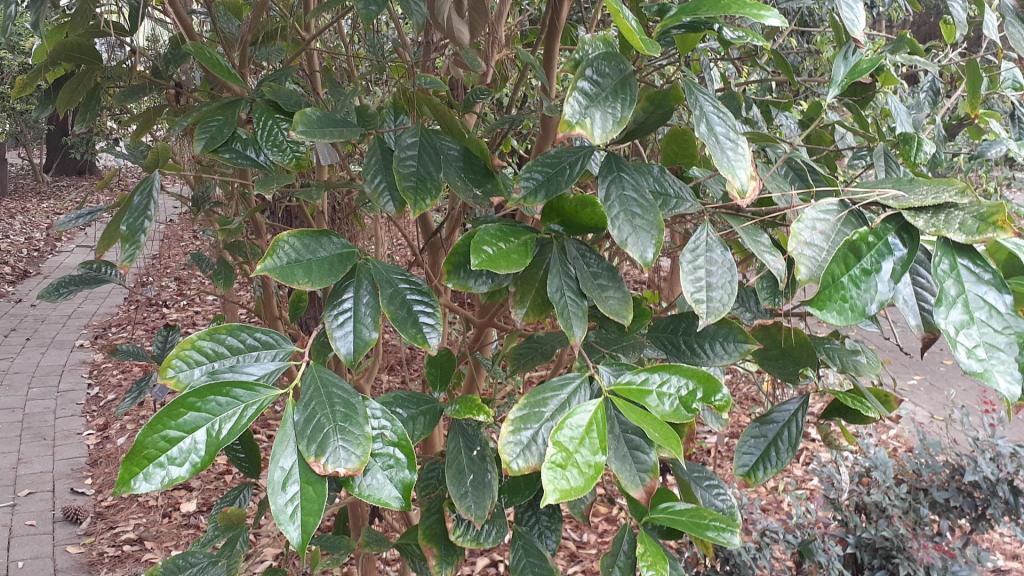 camellia giganticarpa.jpg