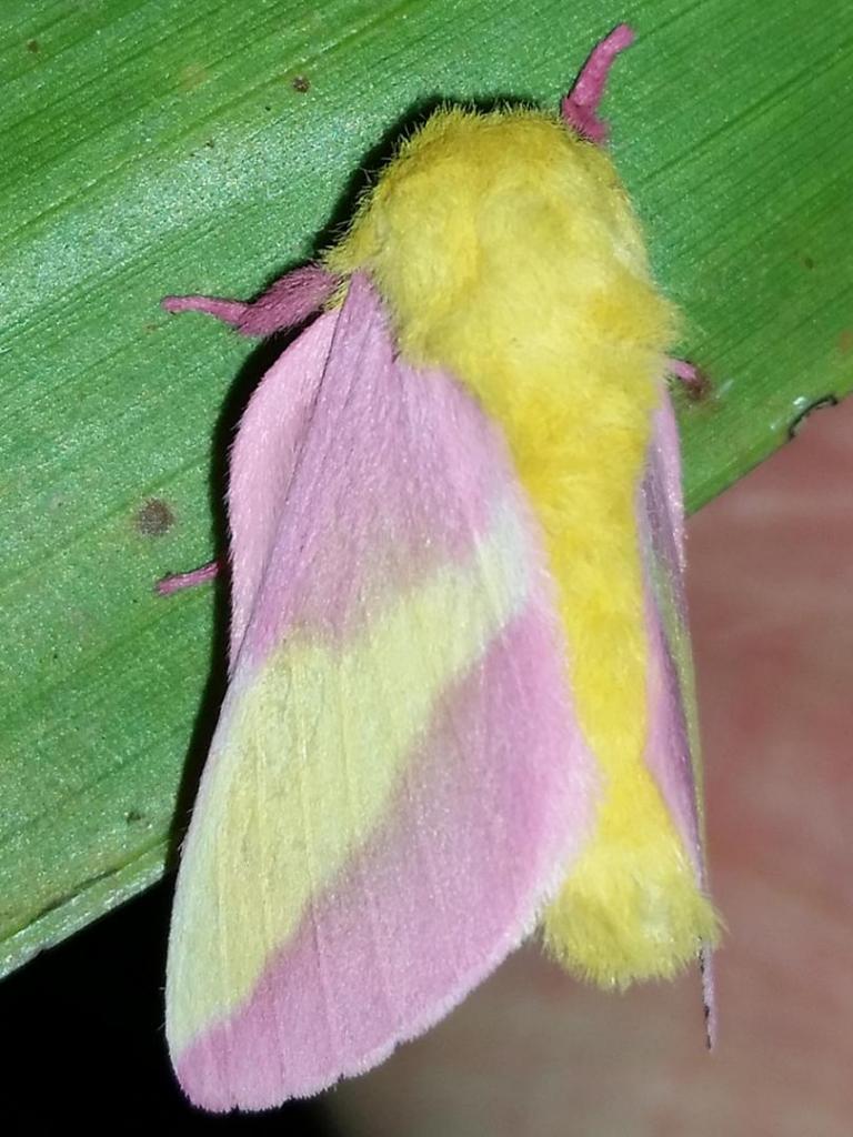 D.rubicunda.20220604-01.thumb.jpg.012c04f60ef1a4ef2908d9e5ce0da3e4.jpg