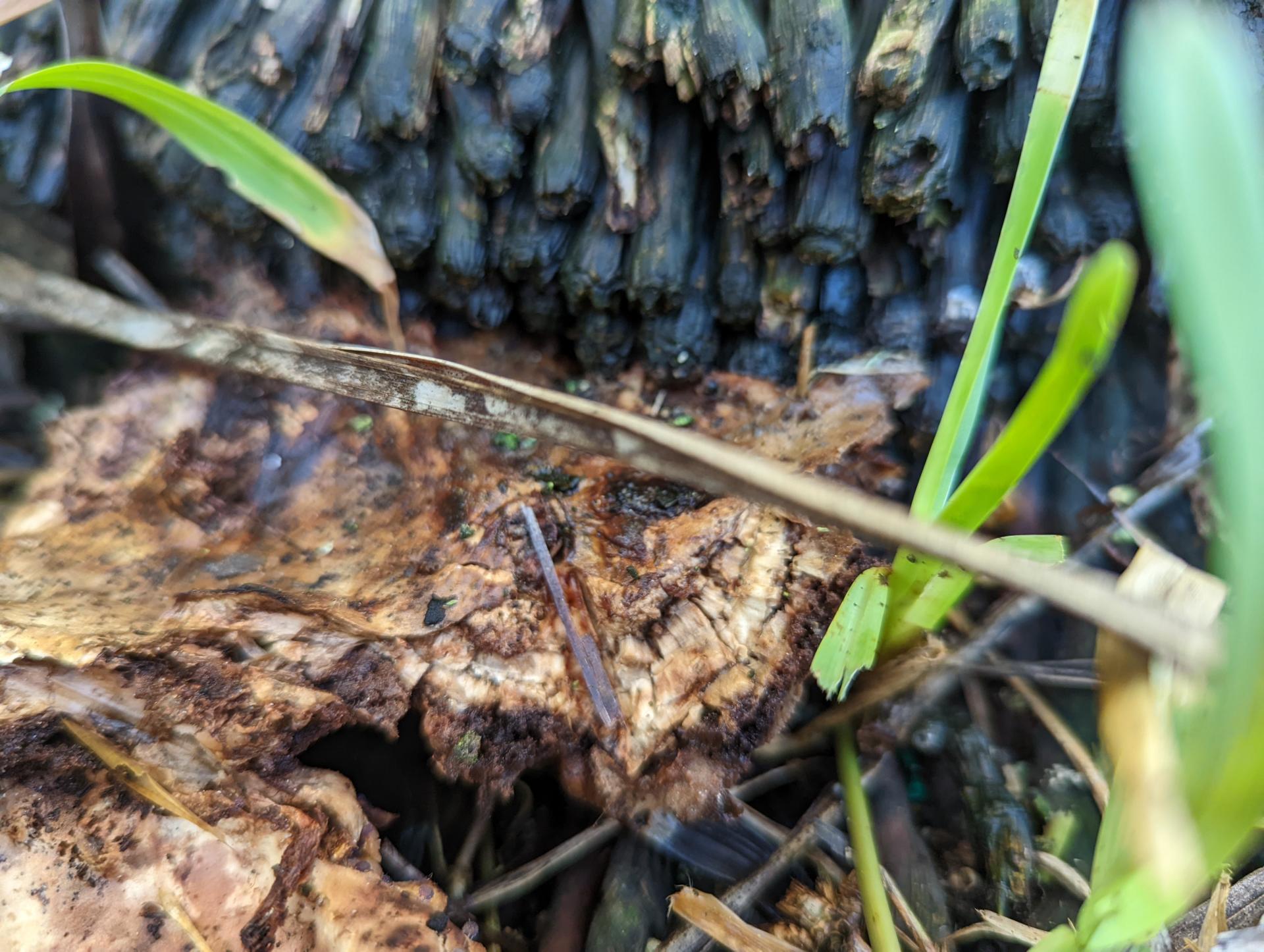 Fungus on Cuban Palms base? Is my tree going to die?