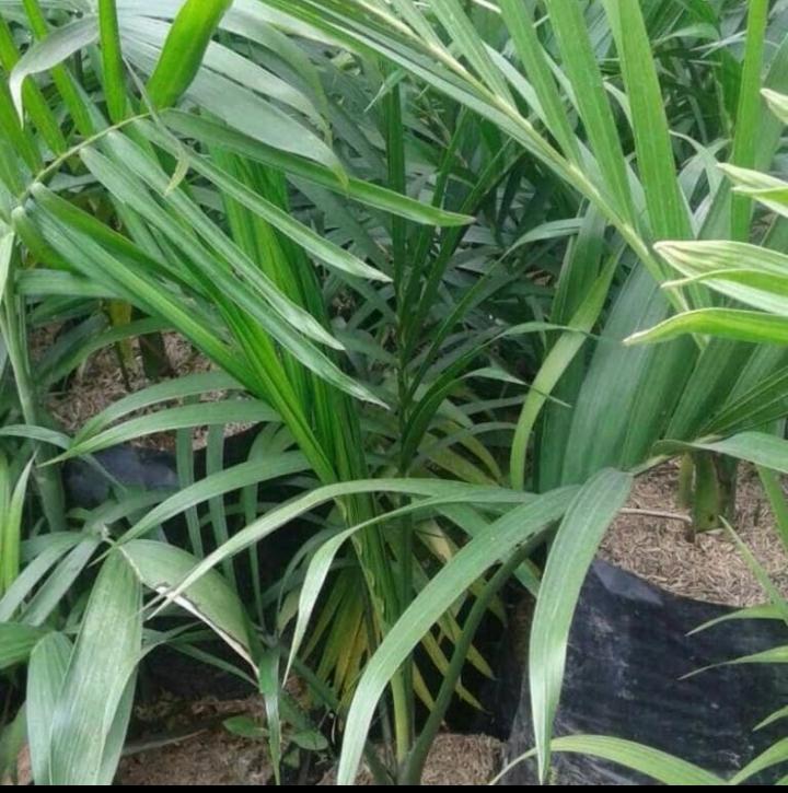 Can anyone identify this palm species?