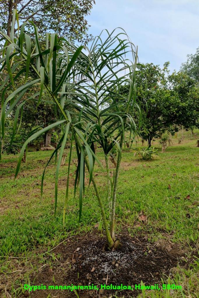 dypsis-mananjarensis-2022.jpg