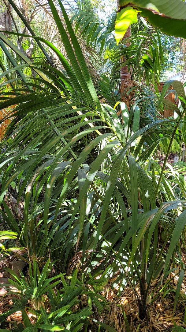 Kentia palm boron deficiency or not? DISCUSSING PALM TREES WORLDWIDE
