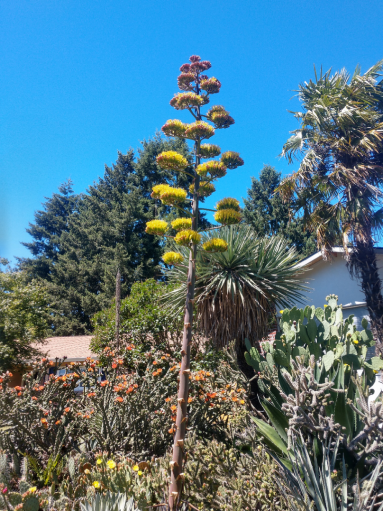 Agave parryi blooming July 2022.jpg