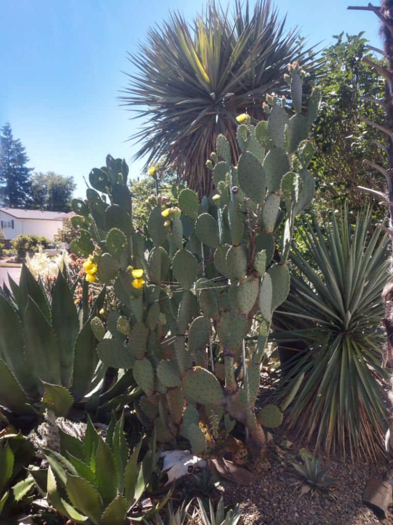 Tall prickly pear flowers 2022.jpg