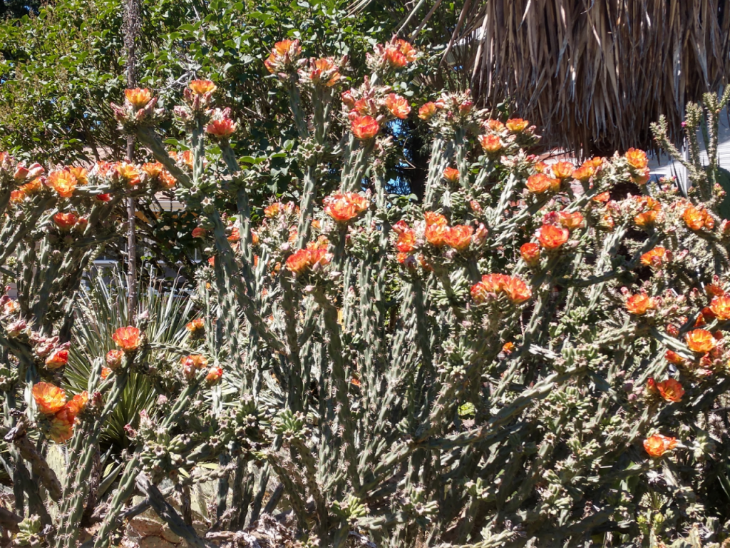 Hybrid cholla imbricata X acanthocarpa)blooms.jpg