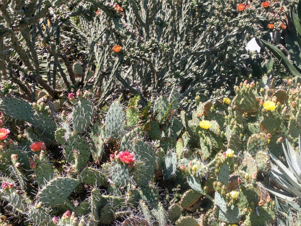 Opuntia woodsii & O. phaecantha.jpg