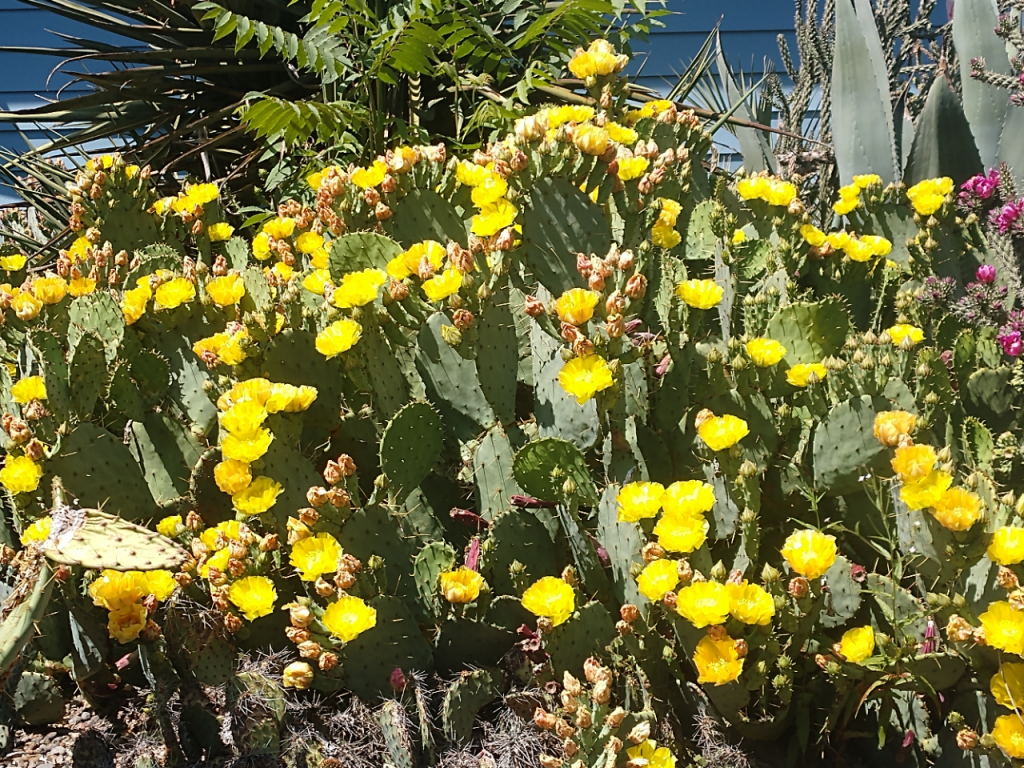 Opuntia engelmanii.jpg