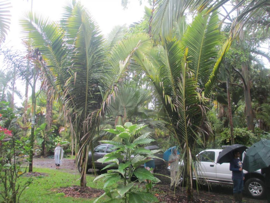 2007491711_BA31-Raveneadransfieldii.thumb.JPG.4e4a27b6cf356b23297556c8fdb911ba.JPG