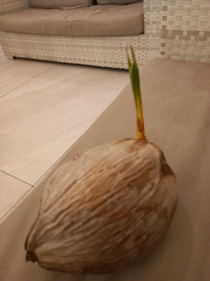 What's this coconut variety? V2