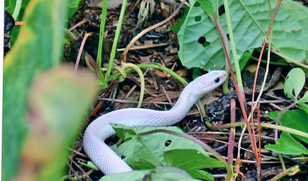 black racer.jpg