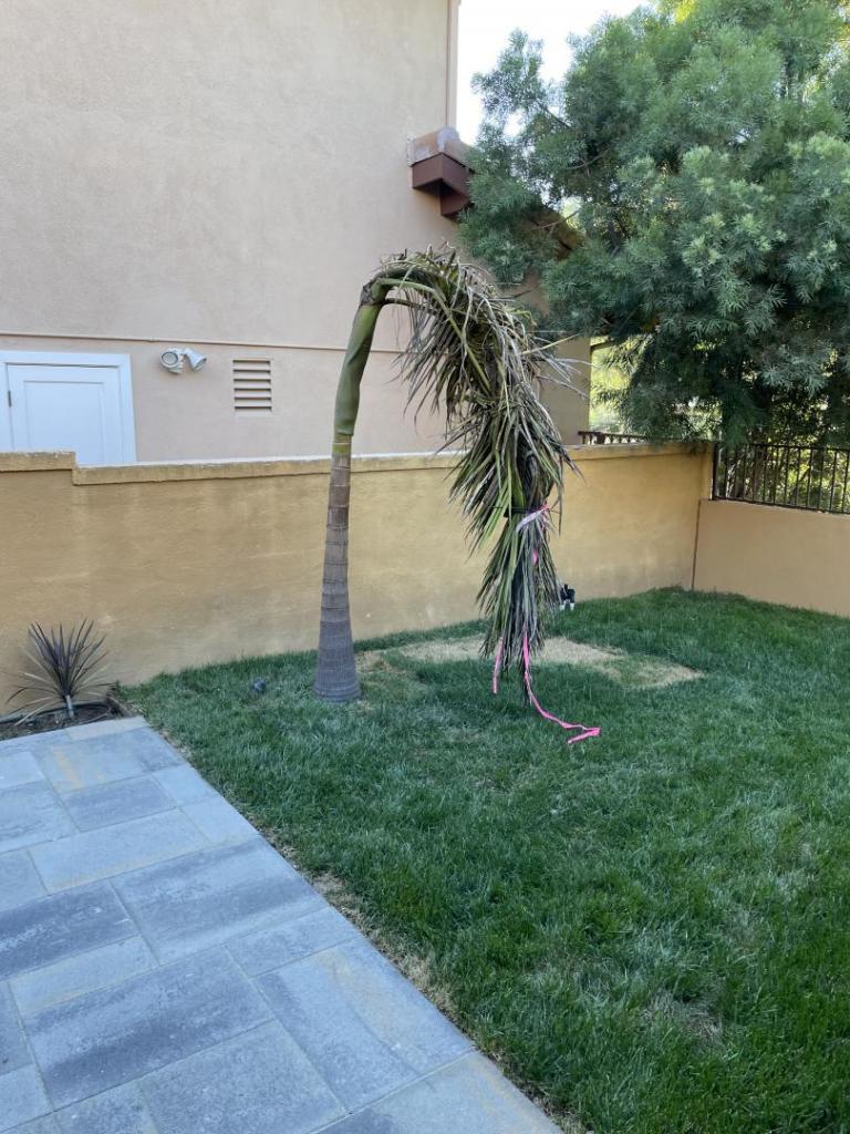Palm Pic.jpg