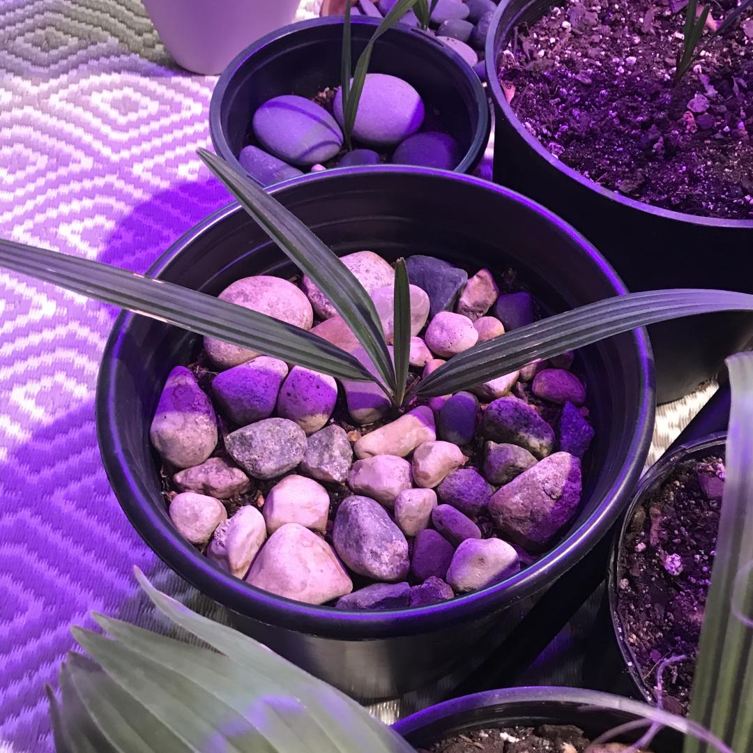 One year since digging up Sabal seedling… palmetto or Mexicana?